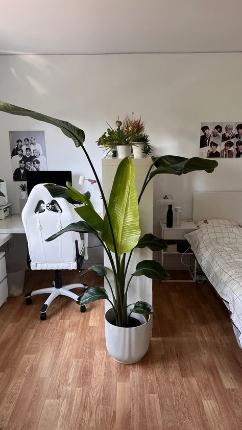 Big new leaf on plant in a white room ideas 2023 white desk with gaming chair and bed desk setup ikea furniture and kpop posters hanging on white walls Room Ideas 2023, White Room Ideas, Strelitzia Nicolai, White Desk, Glass Desk, White Desks, Bed Desk, Room With Plants, White Rooms