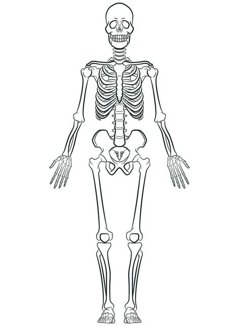 Sketch Human Biology Skeleton System Diagram Circulatory System Drawing Easy, Full Skeleton Drawing, Skeletal System Drawing, Skeleton Art Drawing Sketch, Human Skeleton Drawing, Draw Skeleton, Skeletal Drawing, Skeleton Art Drawing, Skeleton Diagram