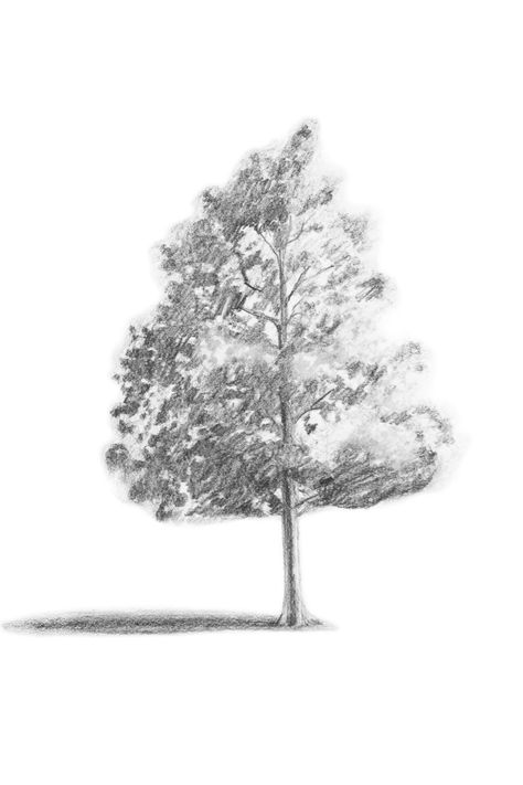 Branching Out: Learn How to Draw a Realistic Tree in 8 Simple Steps Tree Drawing Simple, Realistic Eye Drawing, Tree Drawings Pencil, Pencil Trees, Simple Tree, Tree Sketches, Pencil Shading, Realism Tattoo, Landscape Drawings