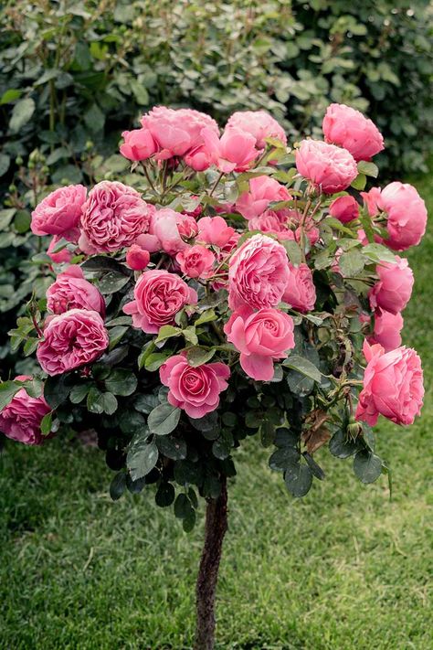 Knockout Rose Tree, Double Knockout Roses, Pink Flowering Trees, Garden Fence Art, Tattoo Plant, Knockout Roses, Rose Garden Design, Rose Tree, Rose Flower Pictures