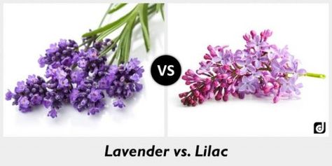 Lavender Vs Lilac, Common Lilac, Lavender And Lilac, French Lilac, View Point, Small Shrubs, Pale Purple, Flowering Plants, Lilac Flowers