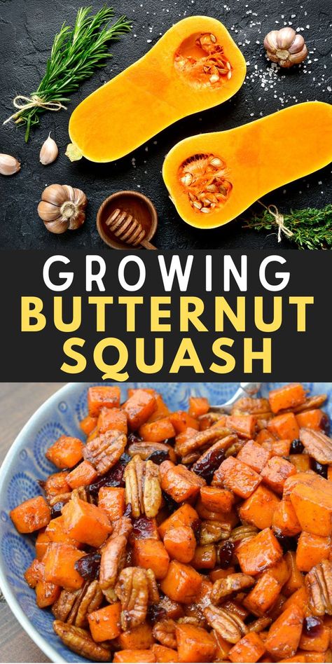 Learn how to grow Butternut Squash and enjoy their diverse uses, delicious taste, and health benefits with these simple growing tips! Grow Butternut Squash, Growing Butternut Squash, Southern Side Dishes, Garden Veggies, Growing Tips, Big Garden, Gardening For Beginners, Butternut Squash, Farm Life