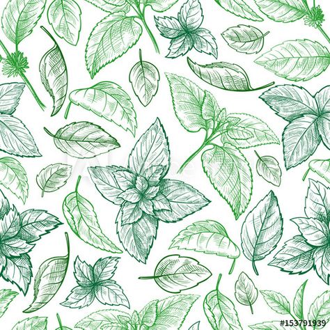 Stock Image: Mint hand sketch vector illustration seamless texture. Peppermint engraved drawing of menthol leaves isolated on white background. Leaf herbal spearmint plant Spearmint Plant, Background Leaf, Leaf Illustration, Leaf Drawing, Peppermint Leaves, Leaf Background, Hand Sketch, Seamless Textures, Environmental Design