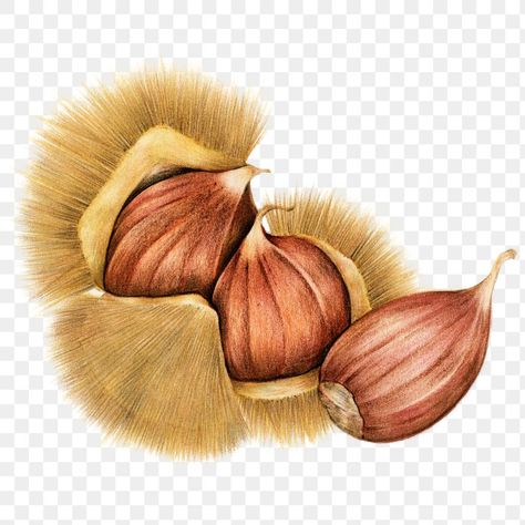 Chestnut Illustration, Nuts Illustration, Seed Illustration, Vector Nature, Sticker Png, Fun Stickers, Free Illustrations, Border Design, Art Decoration