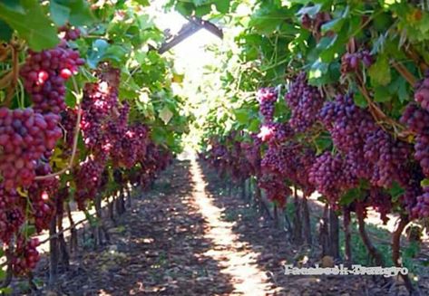 Grape Yard, Grape Vine Decor, Grape Farm, Light Elves, Tanaman Merambat, Vineyard Garden, Grape Vine Trellis, Irrigation Methods, Italian Vineyard