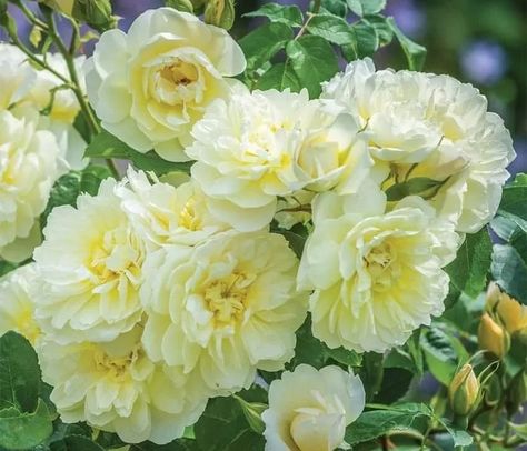 Imogen rose - Imogen Rose, Friendship Rose, Roses Yellow, Rose Varieties, Types Of Roses, Shrub Roses, David Austin, Climbing Roses, English Roses