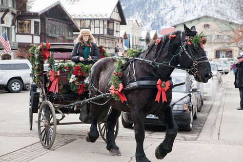 Christmas Carriage! Christmas Horse Carriage, Horse Drawn Carriage Wedding Winter, Christmas Carriage Decoration, Christmas Carriage, Bavarian Food, Horse Photoshoot, Horse Wagon, Cozy Wedding, Christmas Tree Lots