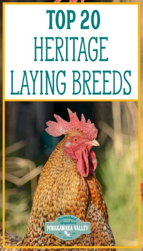 Chicken Breeds For Eggs, Heritage Chicken Breeds, Egg Laying Hens, Heritage Chickens, Laying Chickens Breeds, Meat Rabbits, Layer Chicken, Raising Chicks, Egg Laying Chickens