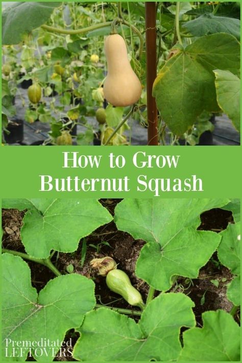 Grow Butternut Squash, Growing Butternut Squash, Squash Trellis, Butternut Squash Seeds, Growing Squash, Growing Food Indoors, Squash Plant, Squash Seeds, Trees Landscape