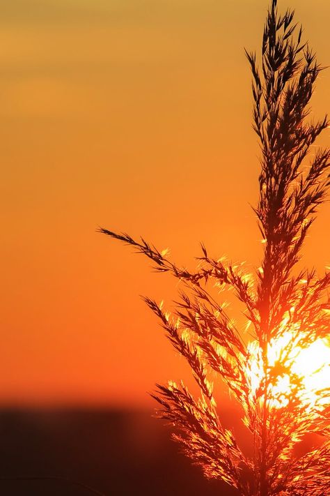 New free photo from Pexels: https://www.pexels.com/photo/afterglow-backlit-dawn-dusk-290519/ #dawn #nature #sky Dawn Photography Morning Light, Dark Sunset, Dawn And Dusk, Close Up Photography, Sunset Aesthetic, Relaxing Vacations, Sky Photos, Sun City, Meteorology