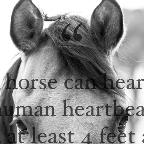 Believe Ranch & Rescue on Instagram: "📌 “A horse can hear a human heartbeat from at least 4 feet away. They hear intention, they feel vibe - they are the tellers of self and the mirrors of souls”

📸 Wrangler our 15yr old Rescue Horse
Pic by @we_can_be_heroes_just_for1_day" Rescue Horse, Horse Rescue, May 7, In A Heartbeat, Instagram A, Horses, Human, Quotes, Instagram