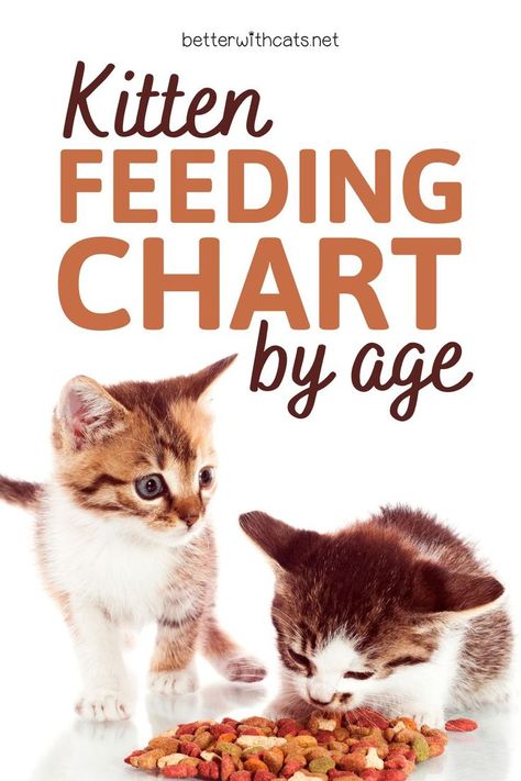 Check out our kitten feeding chart by age in order to learn how much, when, and how to feed your new kitten. Kitten Age Chart, Cat Feeding Chart, Cat Age Chart, Homemade Cat Treats Recipes, Feeding Kittens, Cat Nutrition, Cat Ages, New Kitten, Canned Cat Food