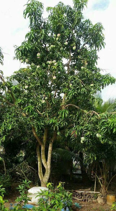 Mango Tree Aesthetic, Lychee Tree, Farming Ideas, Mud House, I Love You Images, Village Photos, Mango Tree, Funky Decor, Love You Images