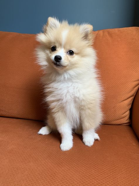 Pomchi Dogs, Pomeranian Chihuahua Mix, Pomeranian Chihuahua, Pomeranian Mix, Babies Stuff, Chihuahua Mix, Pomeranian Dog, Dog Mom