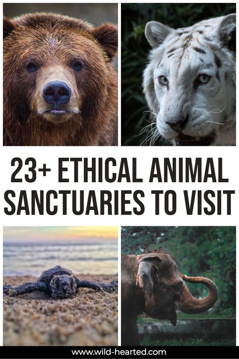 Animal Sanctuary Aesthetic, Animal Sanctuary Ideas, Sanctuary Animals, Farm Animal Sanctuary, Wild Animal Sanctuary, Wildlife Sanctuary India Map, Wildlife Sanctuary India, Ethical Travel, Farm Sanctuary