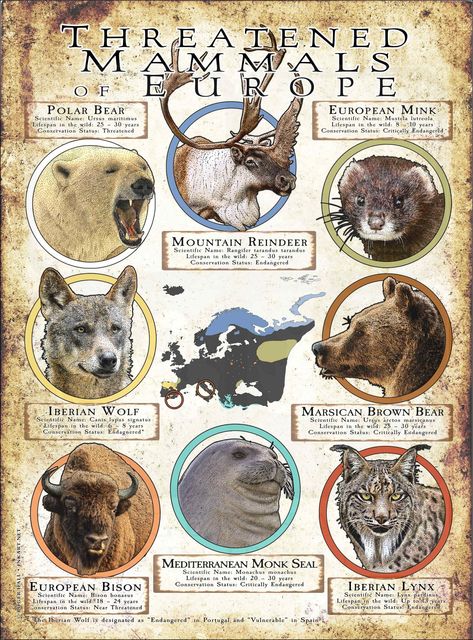 Threatened Mammals of Europe Poster Print Brazil Animals, Informative Poster, Europe Poster, Freshwater Turtles, Animal Infographic, Wildlife Biologist, Wildlife Pictures, Ancient Animals, Animal Activities