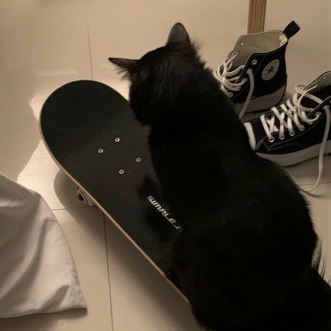 Cat On Skateboard, Egirl Pfp, Cat Personalities, Kit Kat, Spotify Playlist, Black Cats, Cat Gif, Baby Cats, Skating