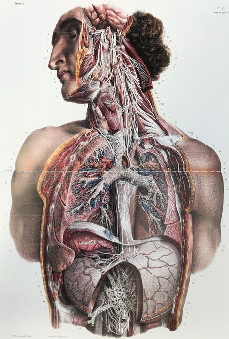 The anatomy of polyvagal structures Anatomy Images, Heart Anatomy, Arte Peculiar, Cabinet Medical, Body Structure, Cranial Nerves, Human Human, Psy Art, Human Anatomy Art