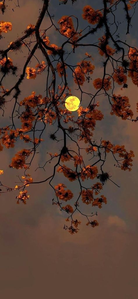 Autumn Night Wallpaper, Dark Fall Wallpaper Iphone, Dark Autumn Aesthetic Wallpaper, Dark Fall Aesthetic Wallpaper, Dark Asthetics Wallpers, Cute Fall Wallpaper, Iphone Wallpaper Fall, Dark Autumn, Dark Phone Wallpapers