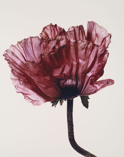 IRVING PENN (1917-2009) | Lavender Glory Poppy, New York, 1968 | Photographs | Christie's Irving Penn Flowers, Billy Kidd, Magnified Images, Irving Penn, Elegant Minimalism, Still Life Flowers, History Of Photography, Vogue Covers, Famous Photographers