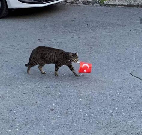 Home / Twitter Neko Boy, Turkish Flag, Turkish Culture, Meme Stickers, Cat Boarding, Stray Cat, Silly Cats, Beautiful Cat, Cat Life