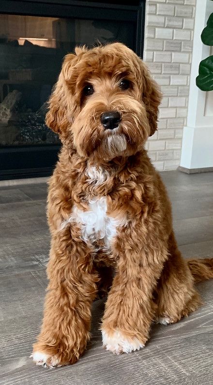 Our Girl Doodles | Suncrest Australian Labradoodles Cute Labradoodle Puppies, Australian Labradoodle Mini, Australian Labradoodle Haircut Style, Ausidoodle Puppies, Large Labradoodle, Aussiedoodle Full Grown, Brown Cavapoo, Tuxedo Goldendoodle, Labradoodle Retriever