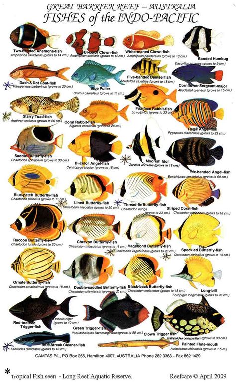 Fish Chart, Fish Printables, Saltwater Aquarium Fish, Tropical Fish Aquarium, Tropical Aquarium, Salt Water Fish, Saltwater Tank, Aquarium Accessories, Aquarium Design