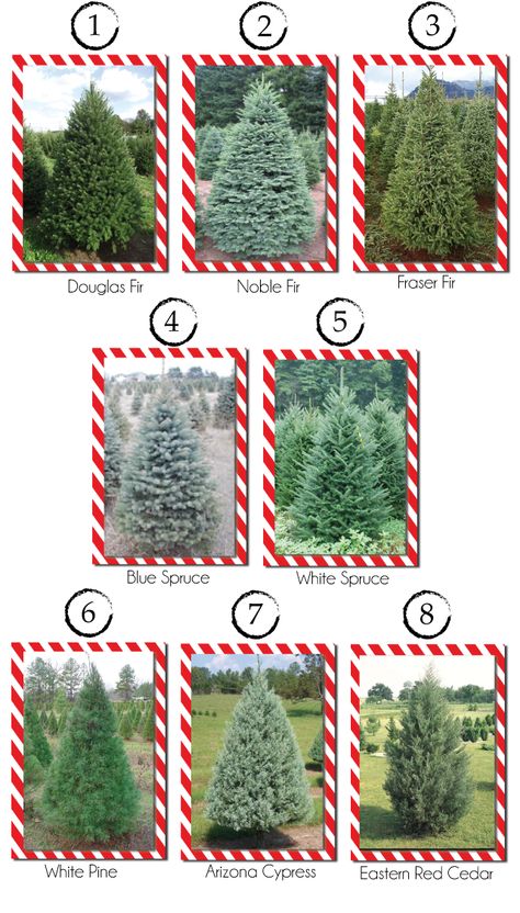 Christmas Tree Varieties, Forest Christmas Tree, Tree Types, Forest Christmas, Christmas Tree Lots, White Spruce, Christmas Farm, Front Yard Garden Design, Spruce Tree