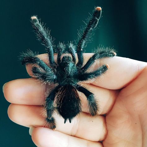 This guy is an Avicularia Avicularia other wise known as a pink toe tarantula. They are an arboreal species, meaning they live in trees. Avicularia Avicularia, Pink Toe Tarantula, Arachnids Spiders, Interesting Insects, Pet Spider, Creepy Spider, Itsy Bitsy Spider, Pink Toes, A Bug's Life