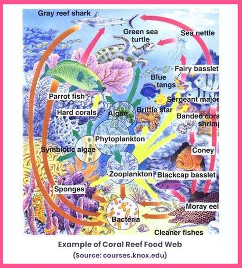 Coral Reef Food Web, Food Webs Projects, Grey Reef Shark, Coral Reef Ecosystem, Life Underwater, Hard Coral, Parrot Fish, Coral Bleaching, Marine Pollution