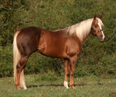 En Flano Horse Mane Braids, Horse Crazy Girl, Golden Horse, Horse Mane, Palomino Horse, American Quarter Horse, Horse Aesthetic, Painted Pony, All About Horses