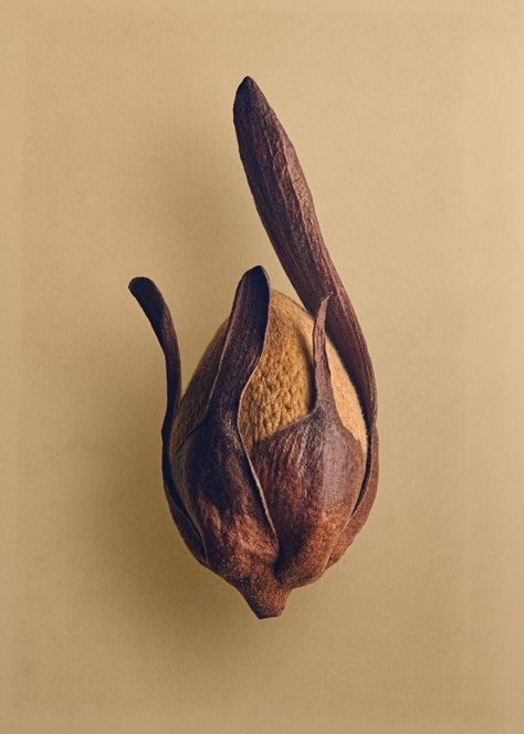 Botanical Photography, The Tiny Seed, Photography Genres, Hidden Beauty, Stimulate Hair Growth, Macro Photos, Macro Lens, Seed Pods, Organic Form