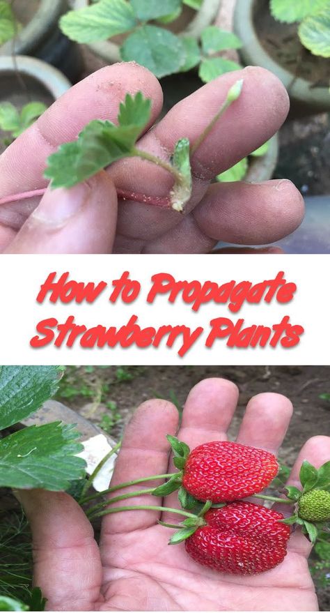 Growing strawberry plants from runners is the easiest and quickest way to propagate strawberries plants. Most of the commonly cultivated varieties of strawberry plants produce runners as a means of propagating themselves. Propagate Strawberries, Strawberry Plant Runners, Growing Strawberry Plants, Garden Ideas Large, Growing Strawberries In Containers, Strawberry Runners, Strawberry Bush, Strawberries In Containers, Strawberry Varieties