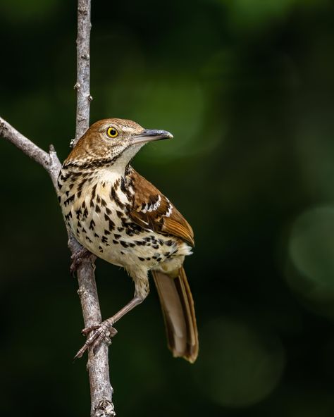 Brown Thrasher Tattoo, Thrasher Tattoo, Brown Thrasher Birds, Red Breasted Nuthatch, American Tree Sparrow, Brown Birds, Thorn Birds, Brown Thrasher, Eurasian Sparrowhawk