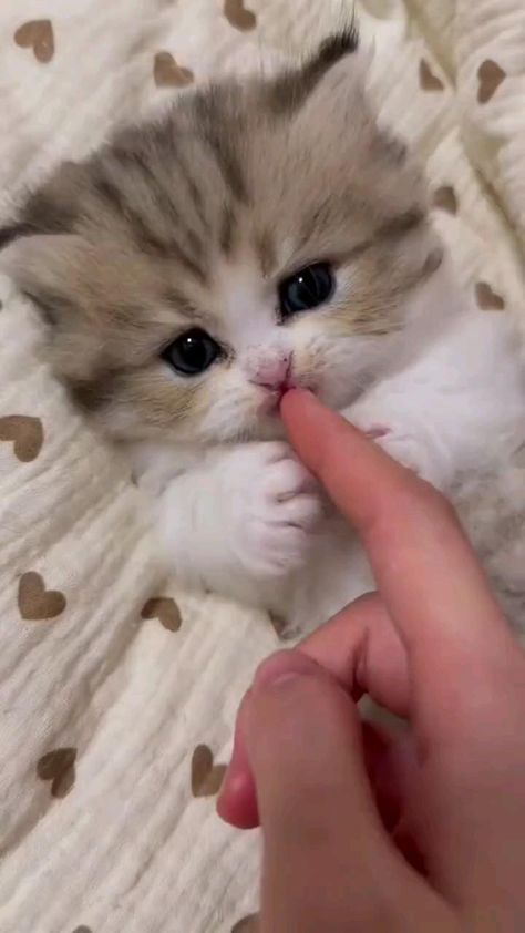 Very Cute Kittens, Baby Kitten Videos, Teacup Kittens For Sale, Cute Kitten Videos, Cats And Kittens Videos, Cute Kitten Pics, Cute Kitty Cats, Cute Fluffy Kittens, Kitty Videos