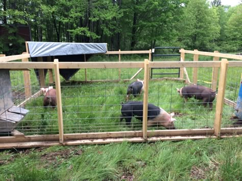 Simple pig tractor for mobile hog rearing. This eliminates the need for electric fencing and provides a sturdy enclosure for homestead hog rearing. Pig Fence Ideas, Hog Pen Ideas, Pig Fencing, Pig Pen Ideas, Electric Fence For Cattle, Pig Enclosure, Pig Tractor, Pig Fence, Pig Shelter