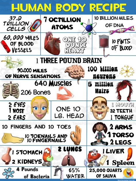 These are Health Poster Visuals: Human Body Recipe.They will provide important information for students to read and be reminded of.They will make great decor in your gym classroom.They can be printed with the PDF or inserted into presentations with the JPG files.This poster has 4 background colors to choose from. Recipe Poster, Human Body Facts, Tomato Nutrition, Calendula Benefits, Fruit Health Benefits, Health Class, Basketball History, Lemon Benefits, Coconut Health Benefits