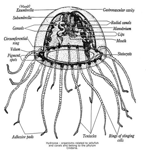 Jellyfish Anatomy Cnidarians Invertebrates, Jelly Fish Anatomy, Jellyfish Anatomy, Eye Anatomy Diagram, Umbrella Jellyfish, Anatomy Diagrams, Jellyfish Species, Jellyfish Facts, Skin Anatomy