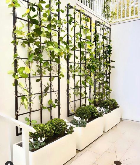 "Large Sizes Available in this is a Simple, Clean Design, Sturdy Built, Classic Wall Mounted Garden Trellis. This rectangular metal trellis is the perfect gift for the avid gardener! Wouldn't you love to have your gorgeous vines or Bougainvillea climbing up this lovely Trellis?  *TRELLIS ONLY, PLANTERS AND PLANTS NOT INCLUDED.* All handmade, all aluminum. Will never rust.  Made from 1\" and 1/2\" square aluminum tubing.  All welded construction.  Finishes are Powder Coated, for years of maintena Sphere Trellis, Cable Trellis, Trellis Metal, Diy Arbor, Concrete Step, Ikea Glass, Trellis Wall, Vertikal Garden, Diy Gazebo