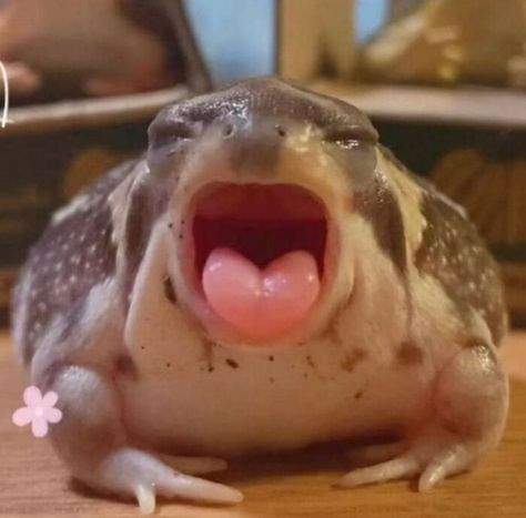 A Frog, Frogs, Close Up, Cute Animals, Memes, Animals