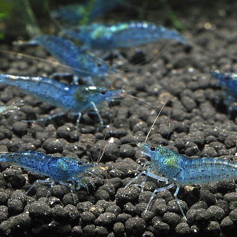 Weird Looking Animals, Pet Shrimp, Blue Shrimp, Aura Blue, Pretty Fish, Fresh Water Fish Tank, Nano Aquarium, Shrimp Tank, Selective Breeding