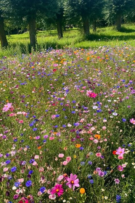 Wild Flowers Field, Wildflower Proposal, Flower Field Proposal, Pretty Flower Field, Wildflowers Aesthetic, Wild Flower Field, Wild Flower Garden, Field Of Wildflowers, Wild Flower Meadow