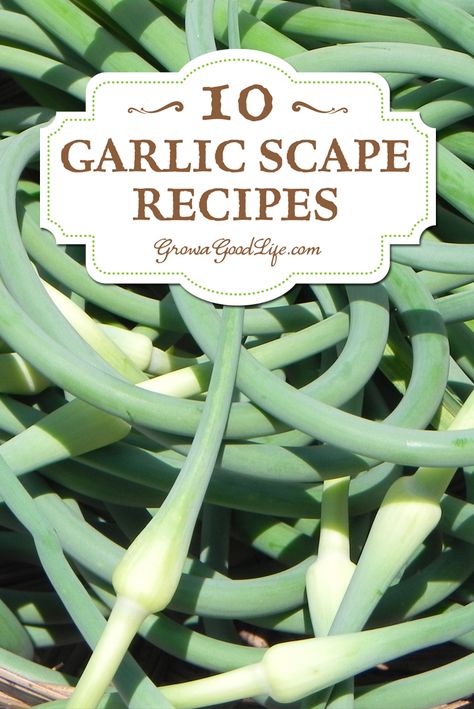 Garlic Scrapes, Scape Recipes, Hardneck Garlic, Garlic Scapes, Green Garlic, Csa Recipes, Cooking App, Herbal Recipes, Garlic Recipes