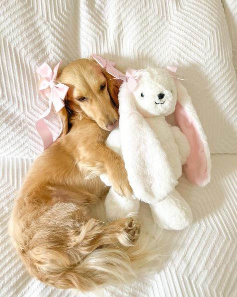 Coquette cuddle bunny buddies 🐇🎀☁️ Just a girl and her favorite bunny toy! Swipe to the end for a surprise! She manifested the real deal 💭🐰🎀 . . . . . . . . . . #coquetteaesthetic #coquettedog #sweetdreams #dreamyaesthetic #dachshund #minidachshund #bowaesthetic #softaesthetic #coquettecore #balletcore #dollette #dogsofinstagram #bunniesofinstagram #sausagedog #doxie #prettydog #creamdachshund #blondedachshund #girlyaesthetic #softgirl #pinkaesthetic #bowsbowsbows #dogandbunny #... Aesthetic Daschund, Daushound Dogs, Aesthetic Dachshund, Maddie Core, Blonde Dachshund, Cream Dachshund, Cute Animals Puppies, Peter Alexander, Very Cute Dogs