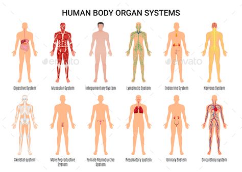 Main 12 human body organ systems flat educative anatomy physiology front back view flashcards poster vector illustration Human Body Organ System, Human Body Organs, Integumentary System, Human Body Drawing, Zestaw Ikon, Anatomy Physiology, Human Organ, Yoga Anatomy, Human Body Anatomy