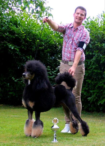 Phantom Poodle, Poodle Haircut, Toy Dogs, Water Dog, Poodle Puppy, Money And Happiness, Standard Poodle, Toy Poodle, Black And Tan