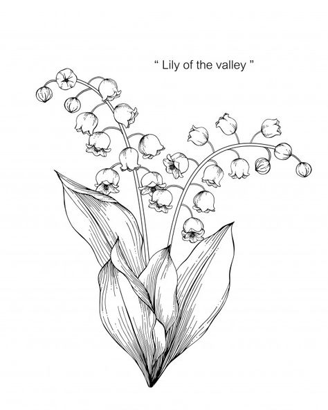 Lily of the valley flower drawing illust... | Premium Vector #Freepik #vector #background #pattern #flower #wedding Lily Of The Valley Shoulder Tattoo, Lily Of The Valley Drawing, Water Lily Drawing, Bell Orchid, Hur Man Ritar Blommor, Tato Geometris, Lily Valley, Lilies Drawing, Flower Line Drawings