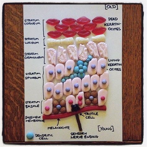 Keratino-Sweets Skin Layers Anatomy Project, Teaching Esthetics, Integumentary System Project, Human Body Science Projects, Human Body Projects, Skin Anatomy, Human Body Science, Esthetician School, Mind Map Template