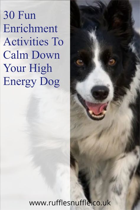 Active Dog Activities, Border Collie Enrichment, Puppy Mental Stimulation Diy, Indoor Enrichment For Dogs, Puppy Mental Stimulation, High Energy Dog Breeds, High Energy Dogs Tips, Large Dog Enrichment Ideas, Mental Exercise For Dogs