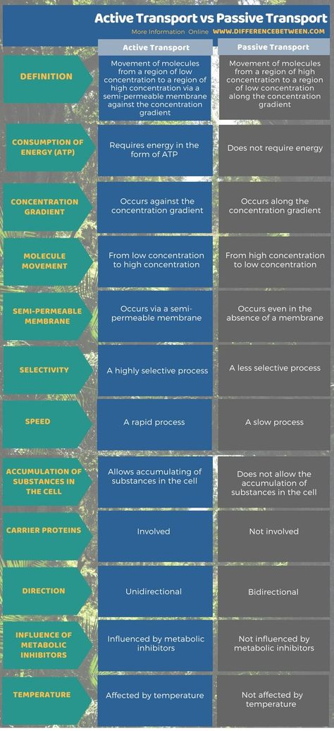 Difference Between Active Transport and Passive Transport in Tabular Format Active And Passive Transport Notes, Active Transport Notes, Active And Passive Transport, Diffusion Osmosis Active Transport, Active Transport Biology Notes, Active Transport Biology, Membrane Transport, Uni Notes, Passive Transport